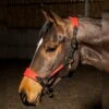 HAREWOOD HEADCOLLAR