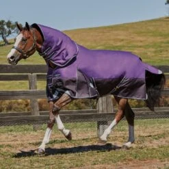 Weatherbeeta Comfitec Lite Plus Dynamic DetachANeck Turnout Rug (Purple/Black) 7 Weatherbeeta Comfitec Lite Plus Dynamic DetachANeck Turnout Rug (Purple/Black) -Pro Rider Shop k387ff23e461fda1975adf26c9e77f455
