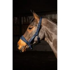 SAN FRANCISCO HEADCOLLAR