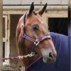 AIRFLOW HEAD COLLAR WITH LEADROPE SET