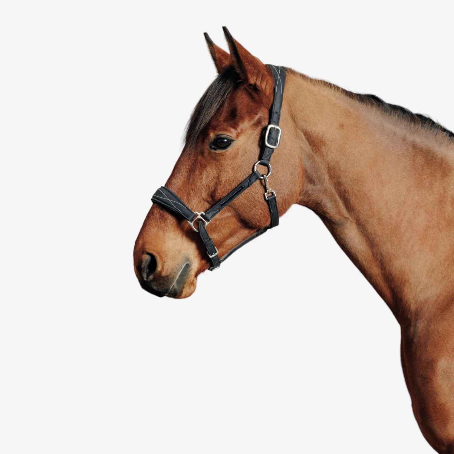 Horse Riding Synthetic Leather Halter For Horse & Pony 500 1 Horse Riding Synthetic Leather Halter For Horse & Pony 500